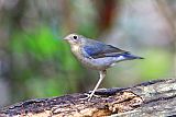 Siberian Blue Robin